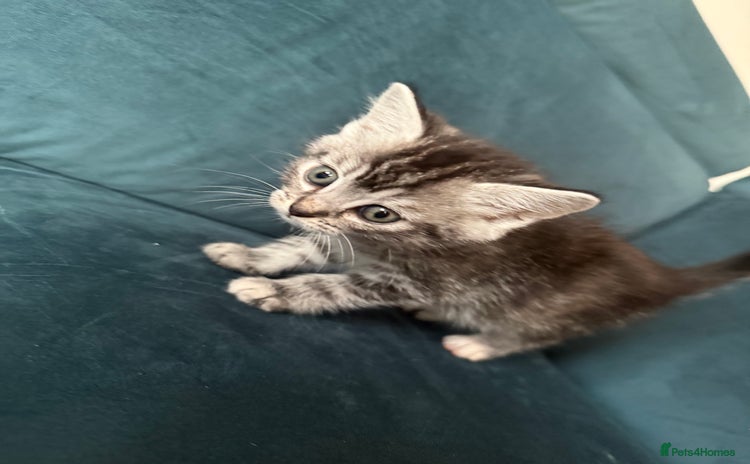 Mixed Breed cats - Advert 12