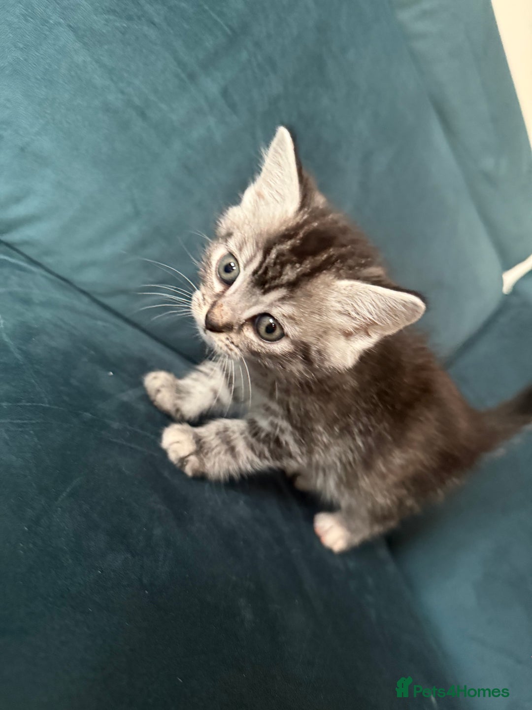 Mixed Breed cats for sale: Savannah cross British shorthair kittens  - Image 1