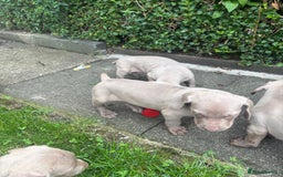Weimaraner dogs for sale: Kc reg Weimaraner - Image 4