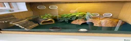 Leopard Gecko reptiles for sale: Leapord gecko (5 years old) - Advert 3