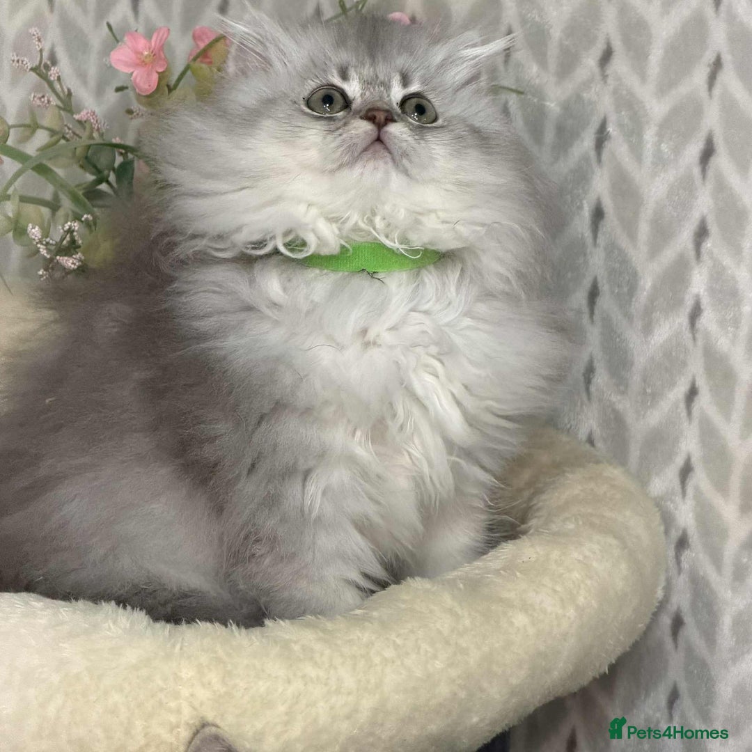 British Shorthair cats for sale: ⭐️Adorable TICA British Short/Long hair girls⭐️ - Advert 7