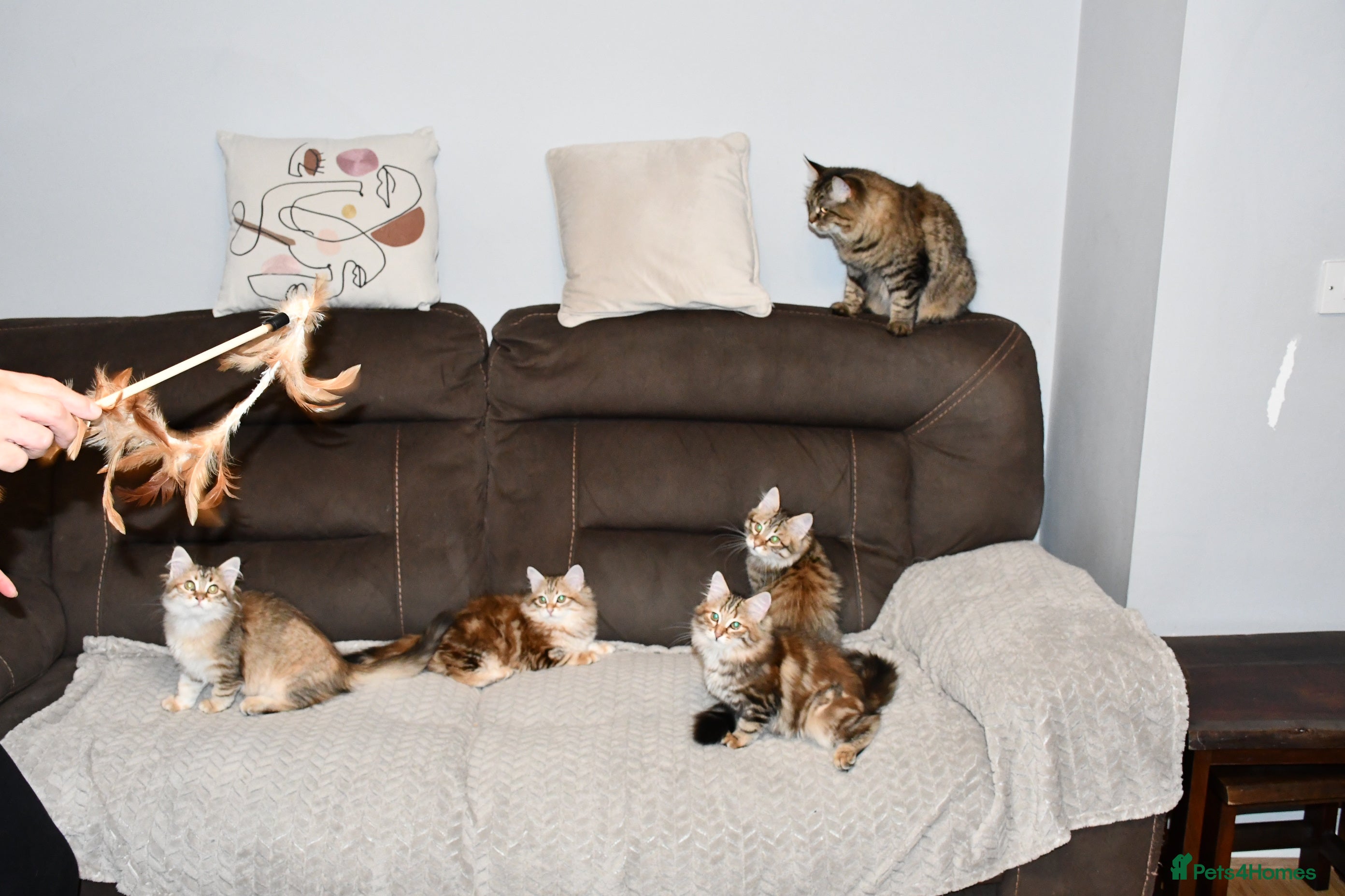 Siberian cats Siberian From Tunguska House Cattery - Advert 4