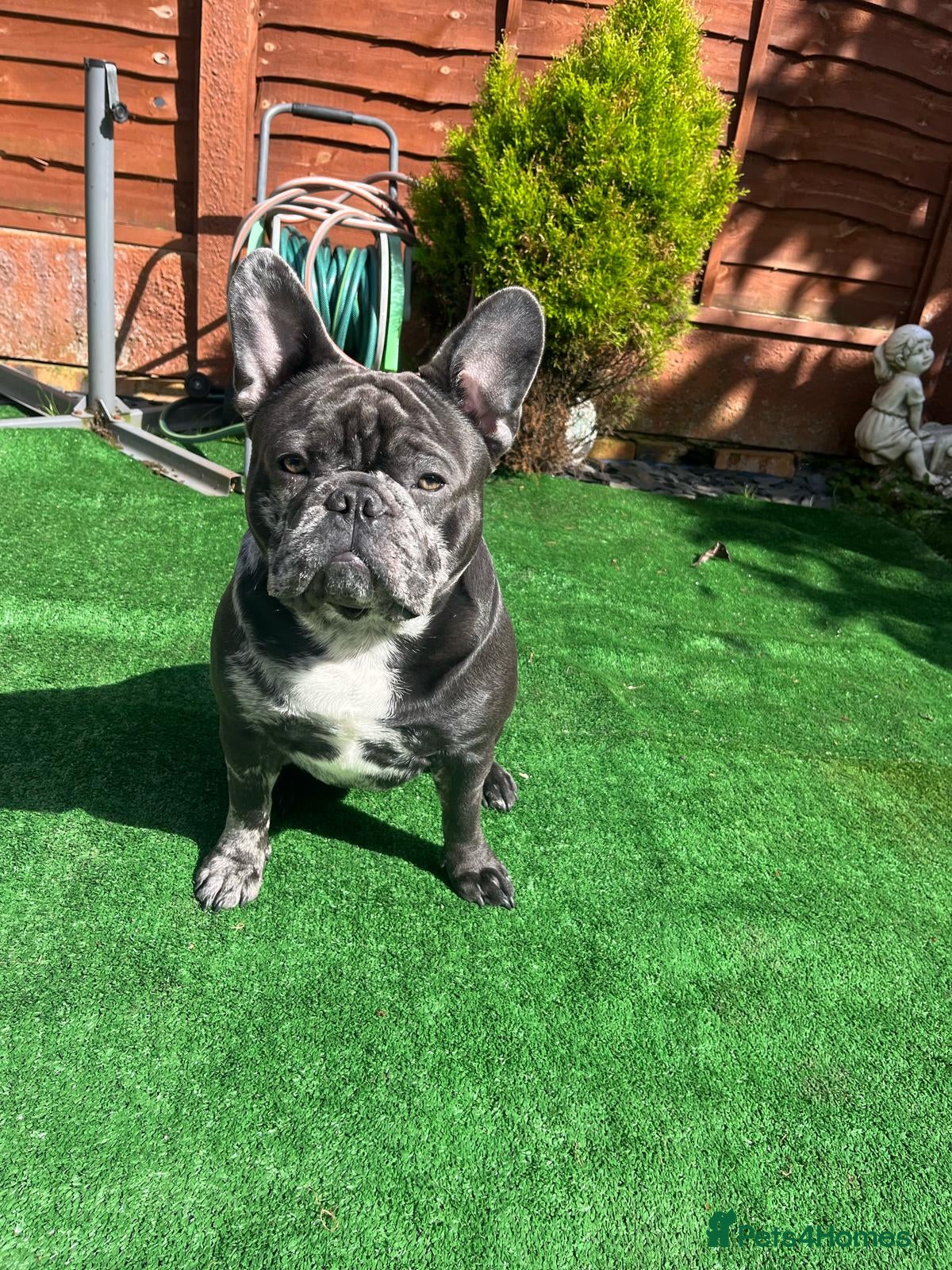 French Bulldog dogs Zeus For Stud💙 - Advert 2