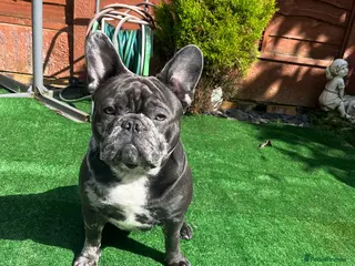 French Bulldog dogs Zeus For Stud💙 - Advert 2