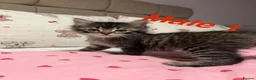 Bengal cats for sale: Bengal/Ragdoll  - Advert 5