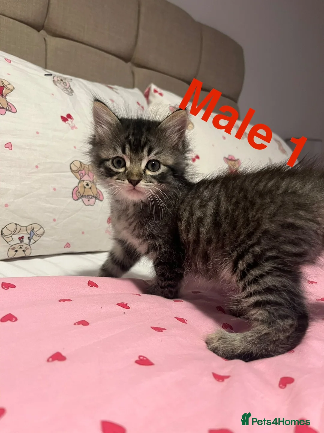 Bengal cats for sale: Bengal/Ragdoll  - Advert 5