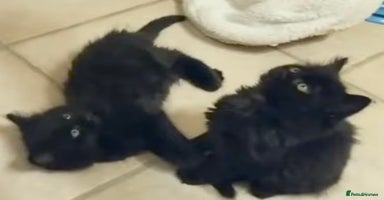 Mixed Breed cats - Advert 4