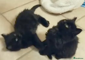 Mixed Breed cats - Advert 5