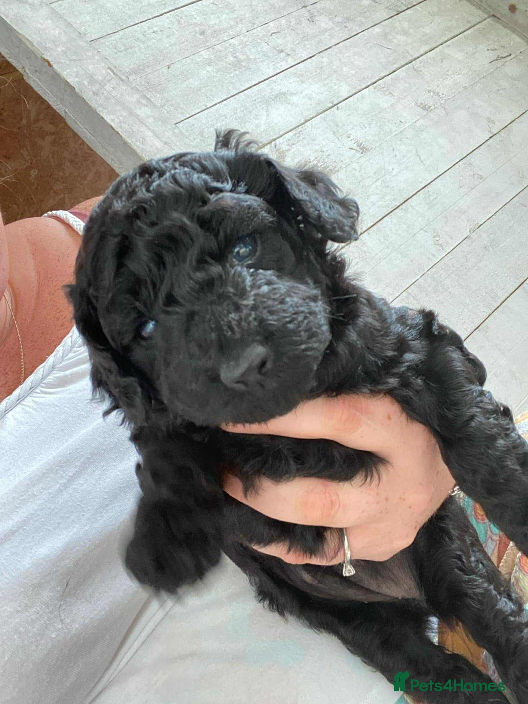 Mixed Breed dogs for sale: Double doodle (Cockapoo cross mini labradoodle) - Image 4