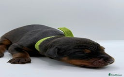 Dobermann dogs for sale: 🐾 Black Females available / Kc Puppies🐾 - Image 13