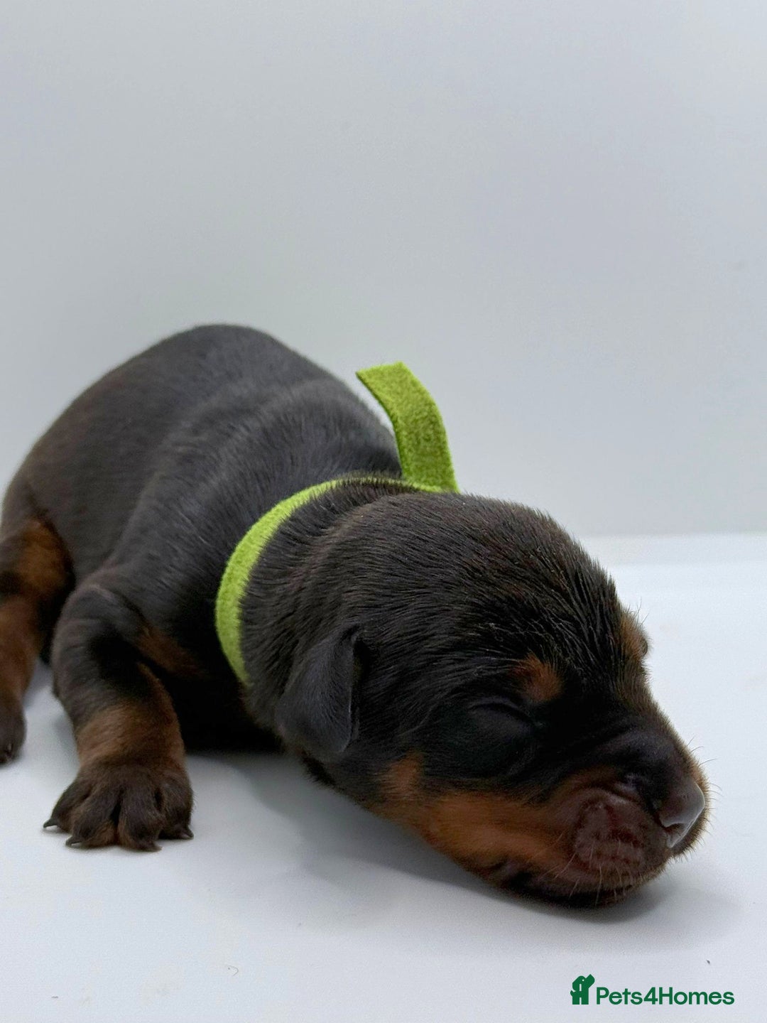 Dobermann dogs for sale: 🐾 Black Females available / Kc Puppies🐾 - Image 13