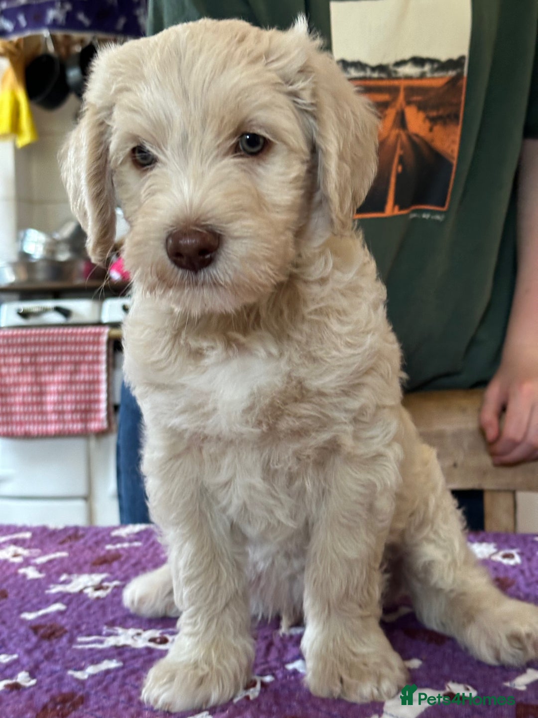 Labradoodle dogs for sale: Beautiful Puppies Ready for the Summer Holidays - Image 16