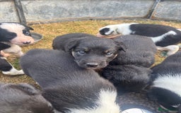 Mixed Breed dogs for sale: Beautiful Huntaway x Collie pups  - Image 39