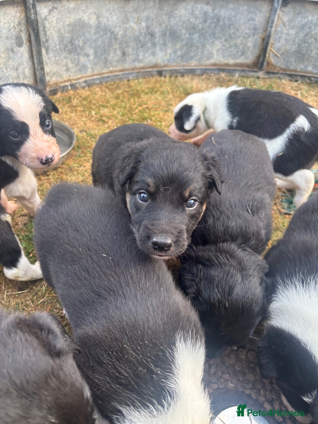Mixed Breed dogs for sale: Beautiful Huntaway x Collie pups  - Image 39