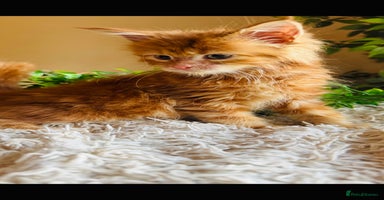 Maine Coon cats Beautiful GCCF Maine Coon kittens - Advert 14