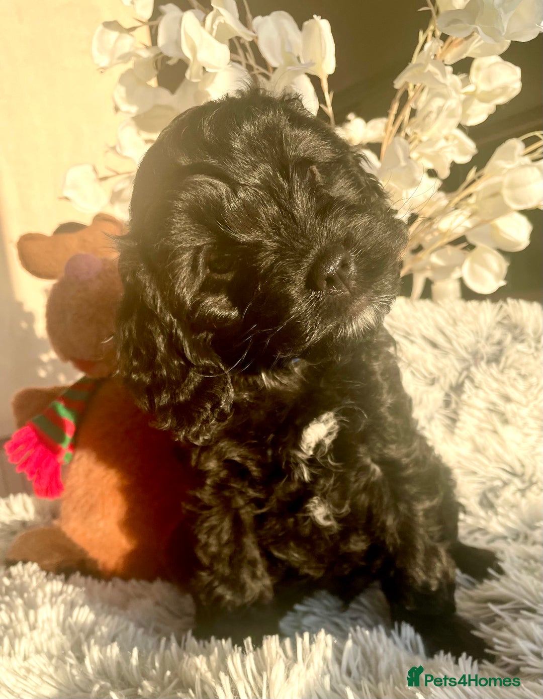 Cavapoo dogs for sale: F1 Cavapoo - Advert 14