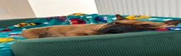 French Bulldog dogs for sale: French bulldog - Advert 3