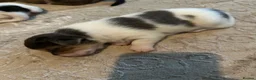 Mixed Breed dogs for sale: 6 beautiful small puppies for sale - Advert 10