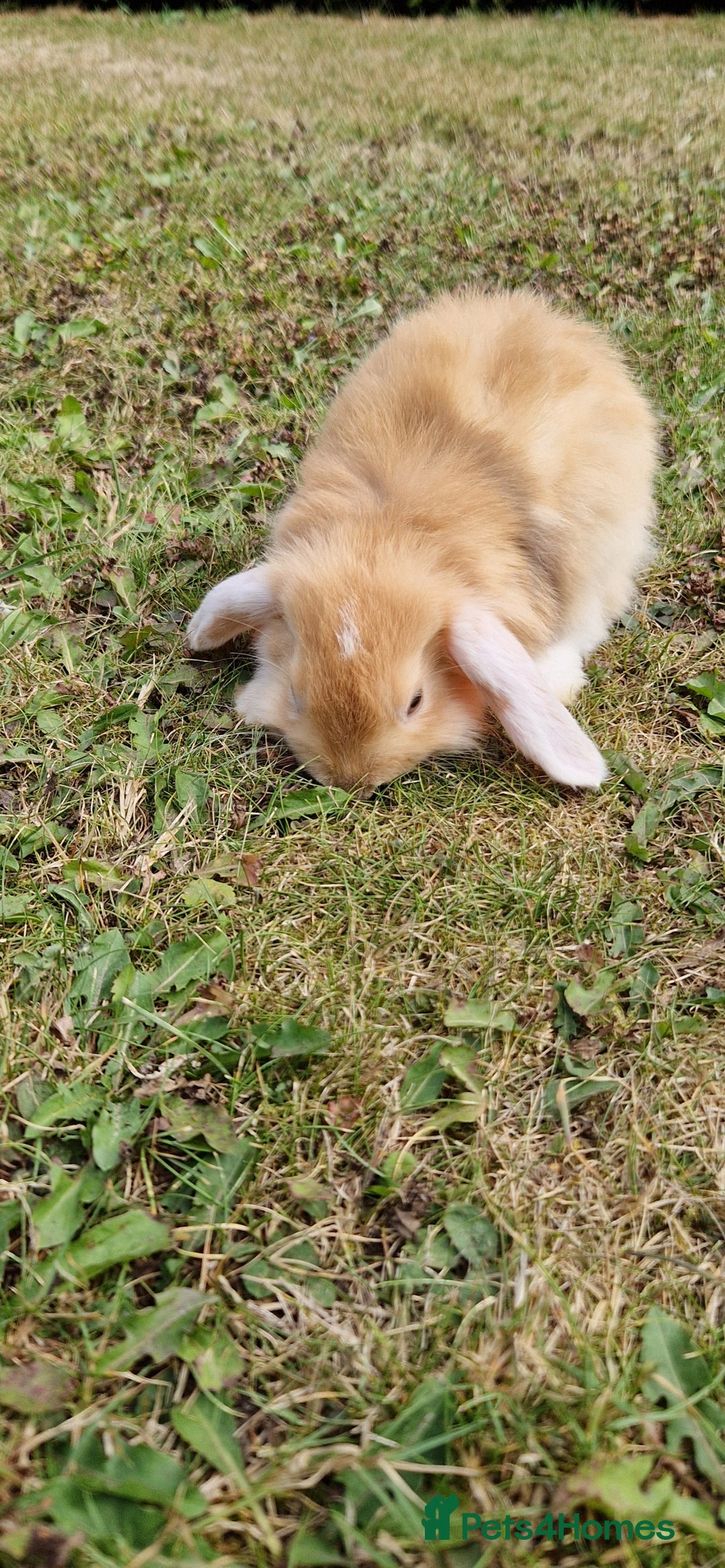 English Lop rabbits for sale: 6 adorable bunnies £60 each ready for a fun home  - Image 12