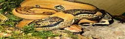 Mixed Breed reptiles for sale: Reptiles & Inverts For Sale at MMA Reptiles in Worksop - Advert 5