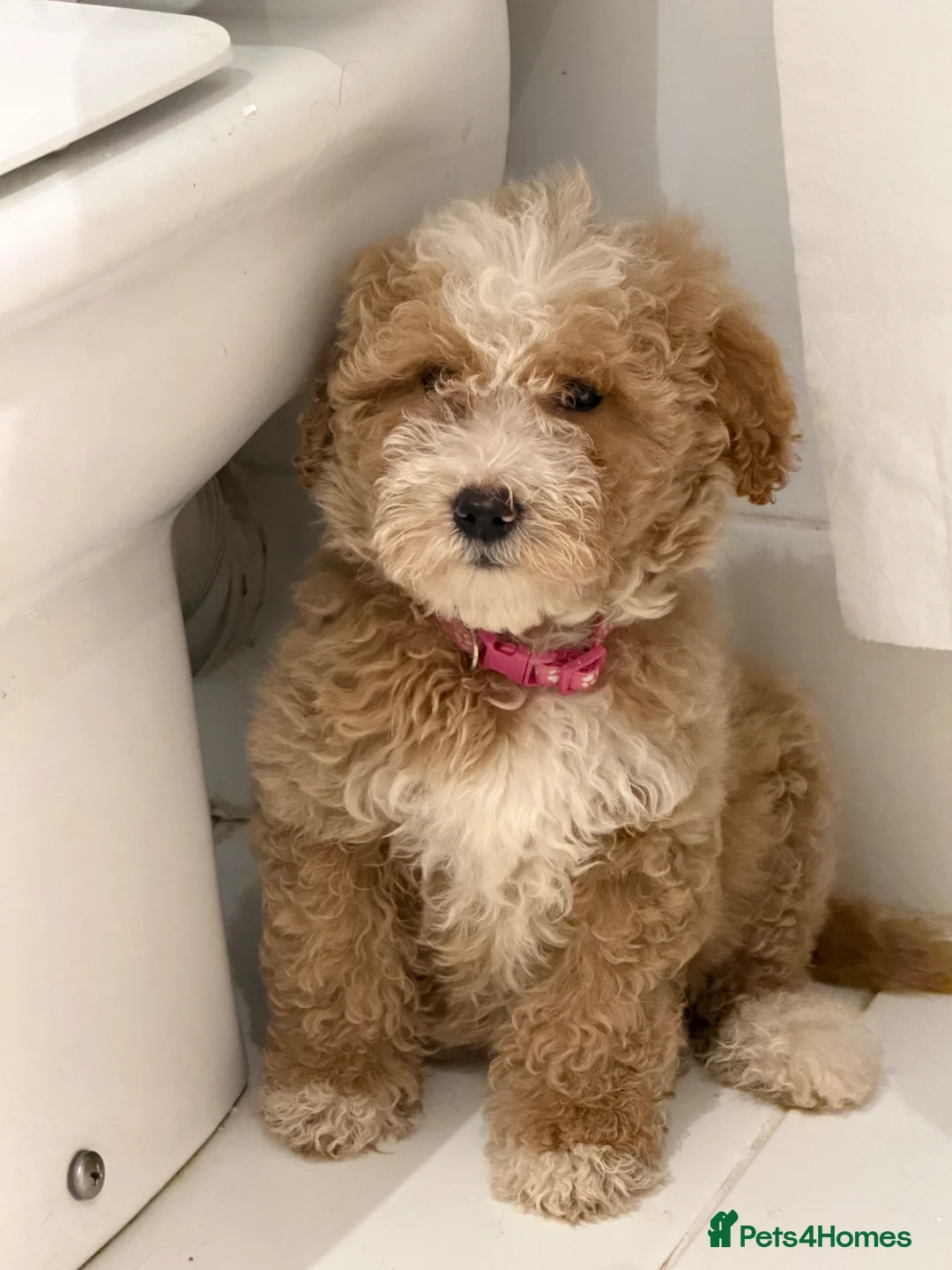 Labradoodle dogs for sale: Labradoodle  - Advert 2