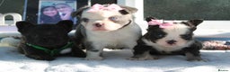 French Bulldog dogs for sale: Fluffy frenchie ready to leave  - Advert 9