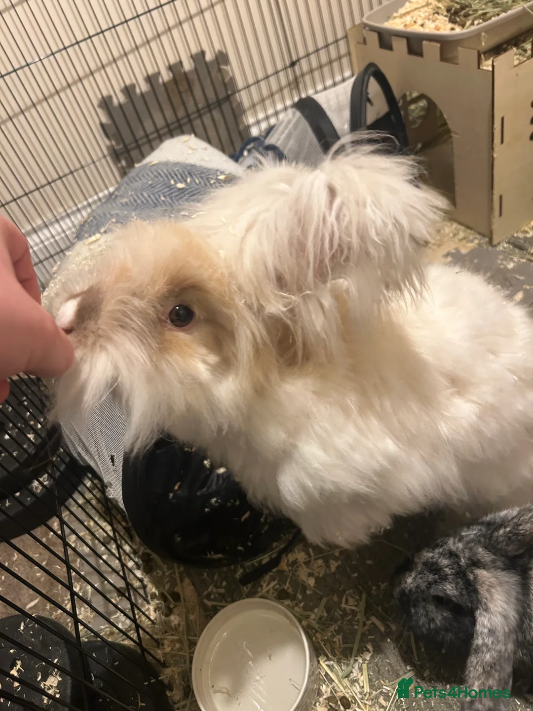 Angora rabbits for sale: Rocket and Lylla in Wokingham - Advert 2