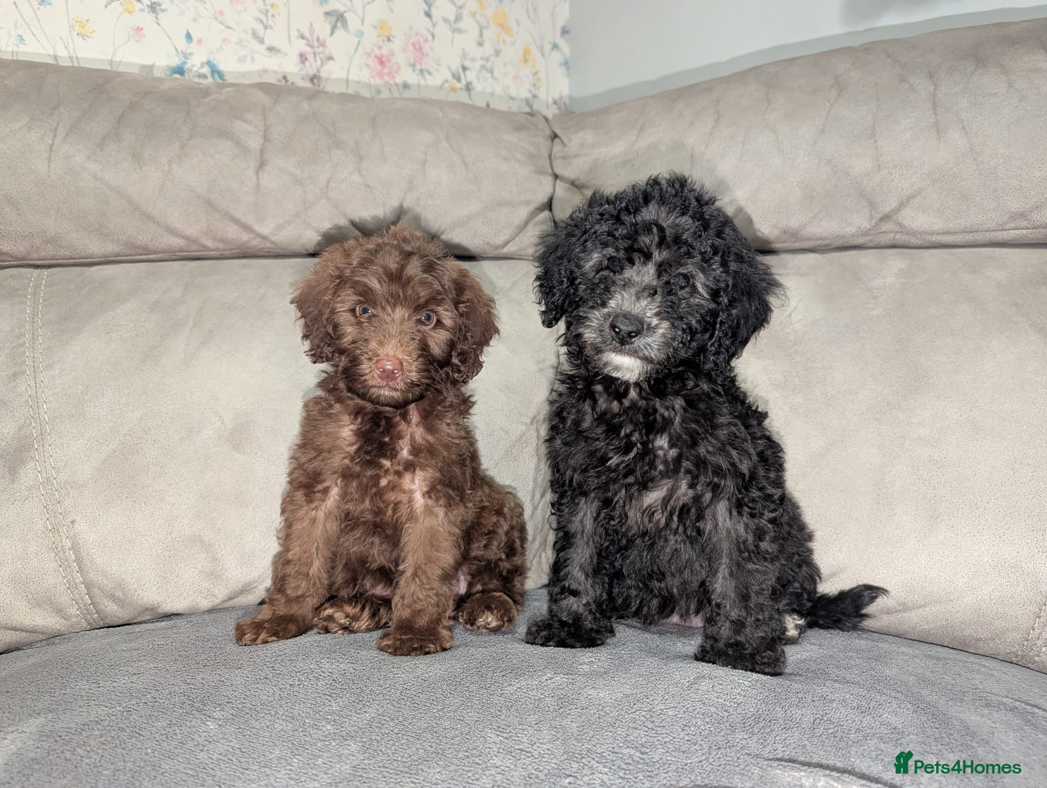 Cockapoo dogs 🐶 3 Left- Ready to Leave 🐶 - Advert 1