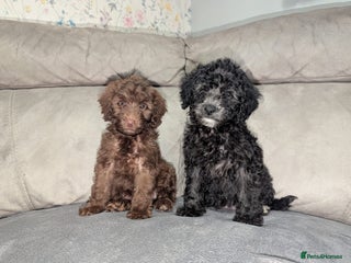 Cockapoo dogs 🐶 3 Left- Ready to Leave 🐶 - Advert 1