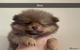 Pomeranian dogs for sale: Pomeranian puppy’s  - Image 2