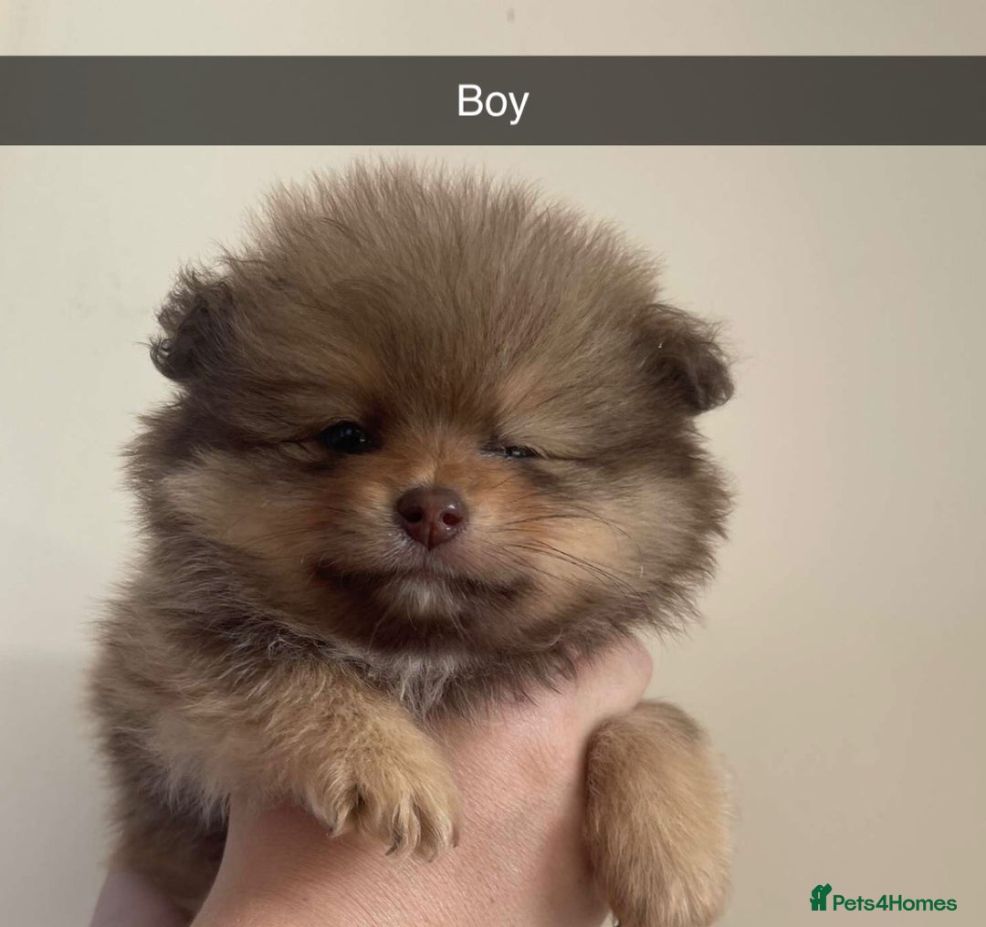 Pomeranian dogs for sale: Pomeranian puppy’s  - Image 2