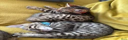 Bengal cats for sale: LAST ONE LEFT - MALE ✨GLITTER Coat✨Bengal kittens  - Advert 10