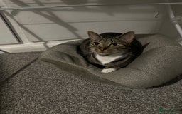 Domestic Shorthair cats for sale: Kittens are looking for family  - Image 7