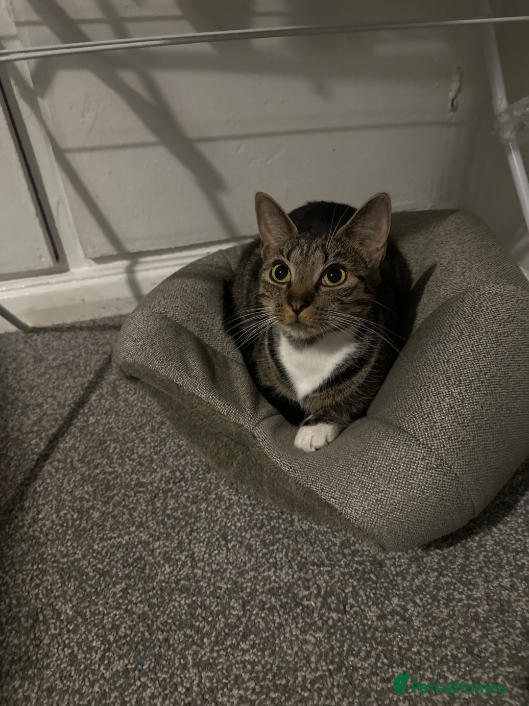 Domestic Shorthair cats for sale: Kittens are looking for family  - Image 7