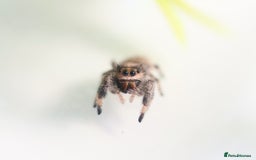 Tarantulas invertebrates for sale: Tarantula Collection - Image 2