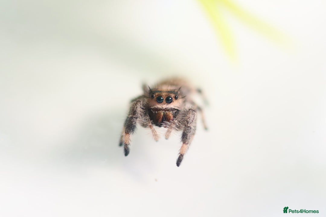Tarantulas invertebrates for sale: Tarantula Collection - Image 2