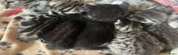 Mixed Breed cats for sale: 5 Beautiful kittens looking for forever homes  - Advert 1