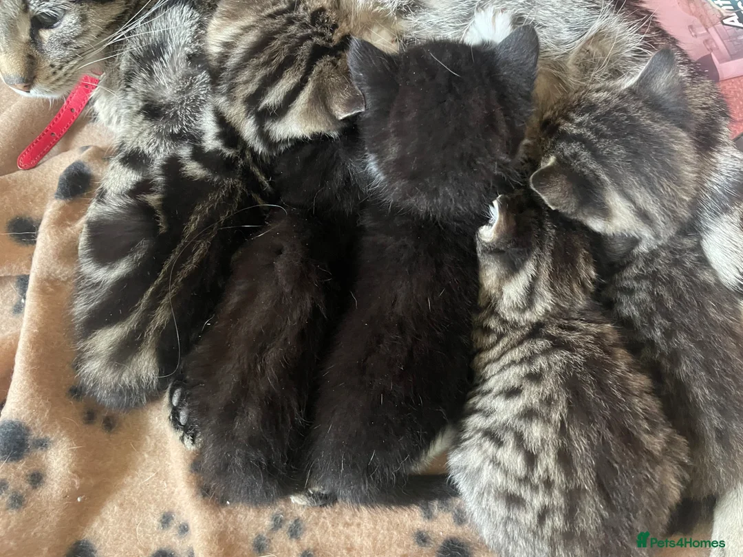 Mixed Breed cats for sale: 5 Beautiful kittens looking for forever homes  - Advert 1