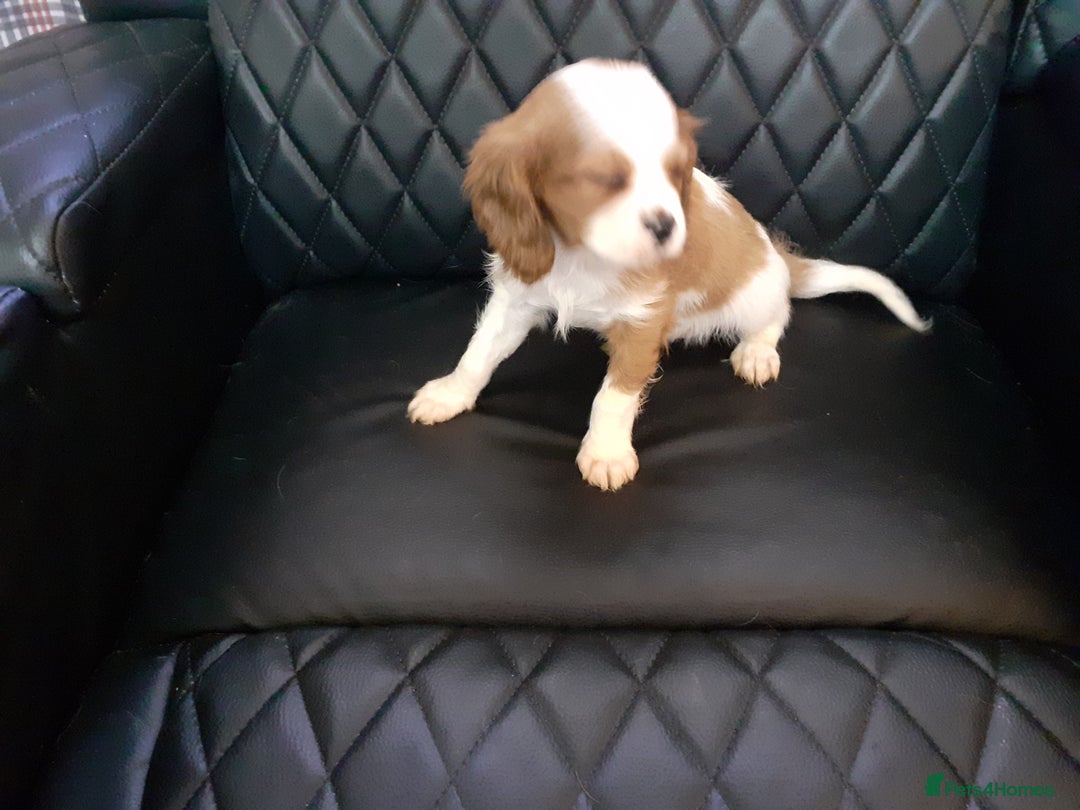Cavalier King Charles Spaniel dogs for sale: Cavalier King Charles Spaniel  - Advert 4