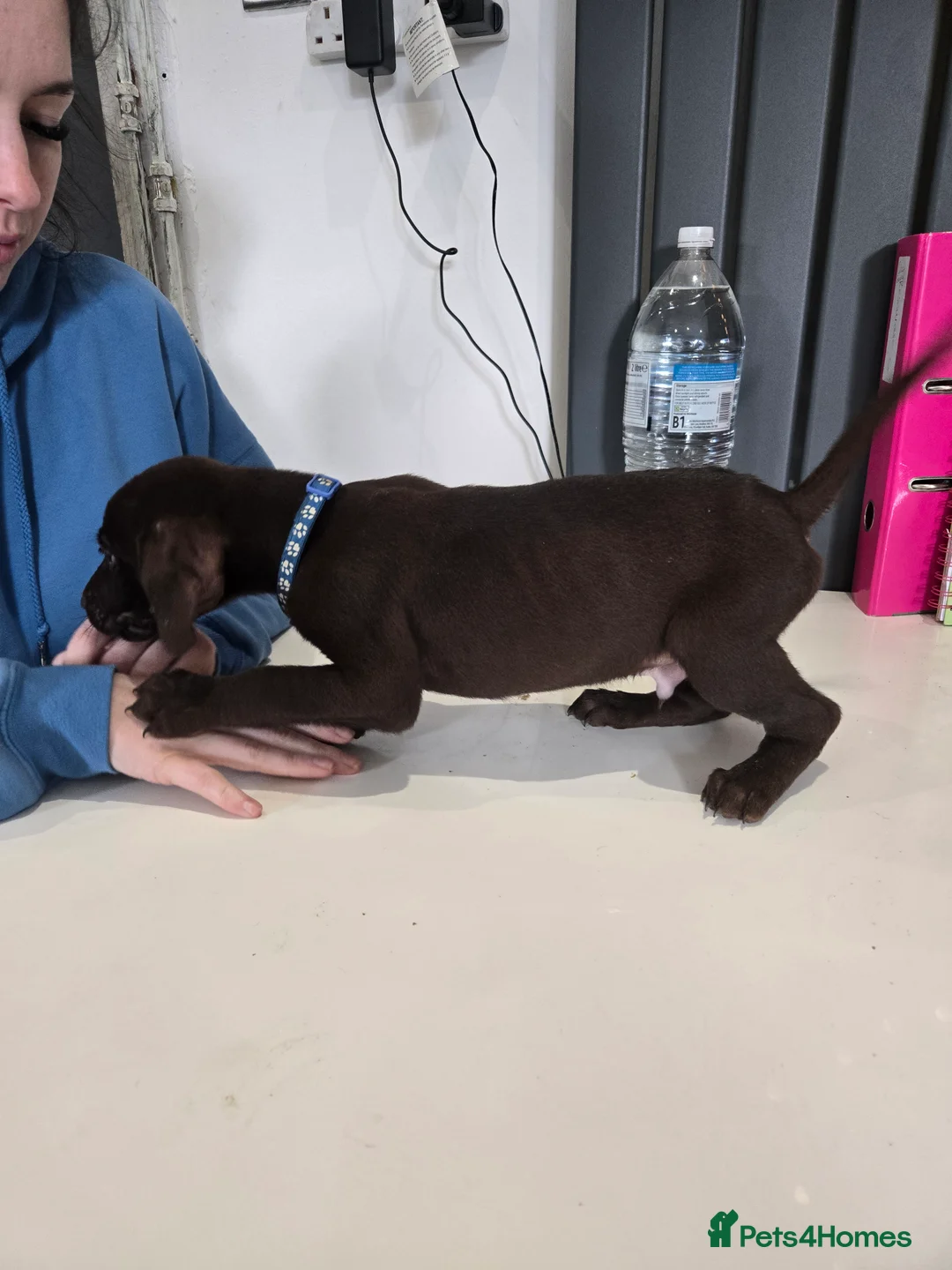 Mixed Breed dogs for sale: Doberman x Weimaraner Cross - Advert 11