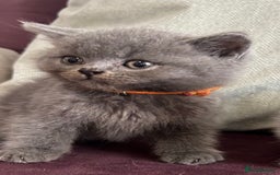 British Shorthair cats for sale: pedigree GCCF kittens available in 2 weeks time! - Image 15
