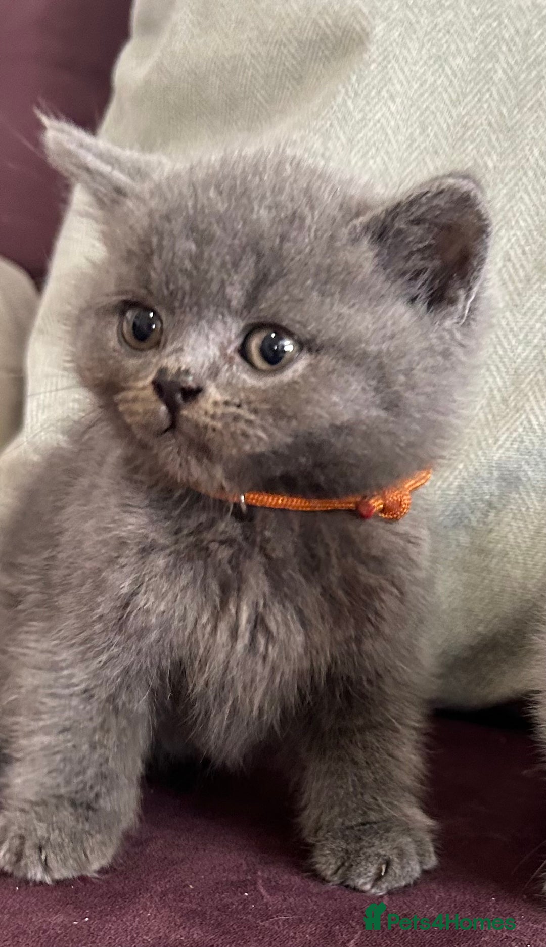 British Shorthair cats for sale: pedigree GCCF kittens available in 2 weeks time! - Image 15