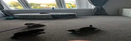 Mixed Breed cats for sale: One black kitten remaining  in Dalkeith - Advert 3