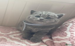 British Shorthair cats for sale: British shorthair blue kittens - pedigree GCCF - Image 6