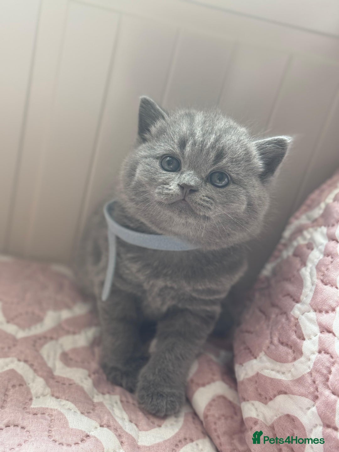 British Shorthair cats for sale: British shorthair blue kittens - pedigree GCCF - Image 6