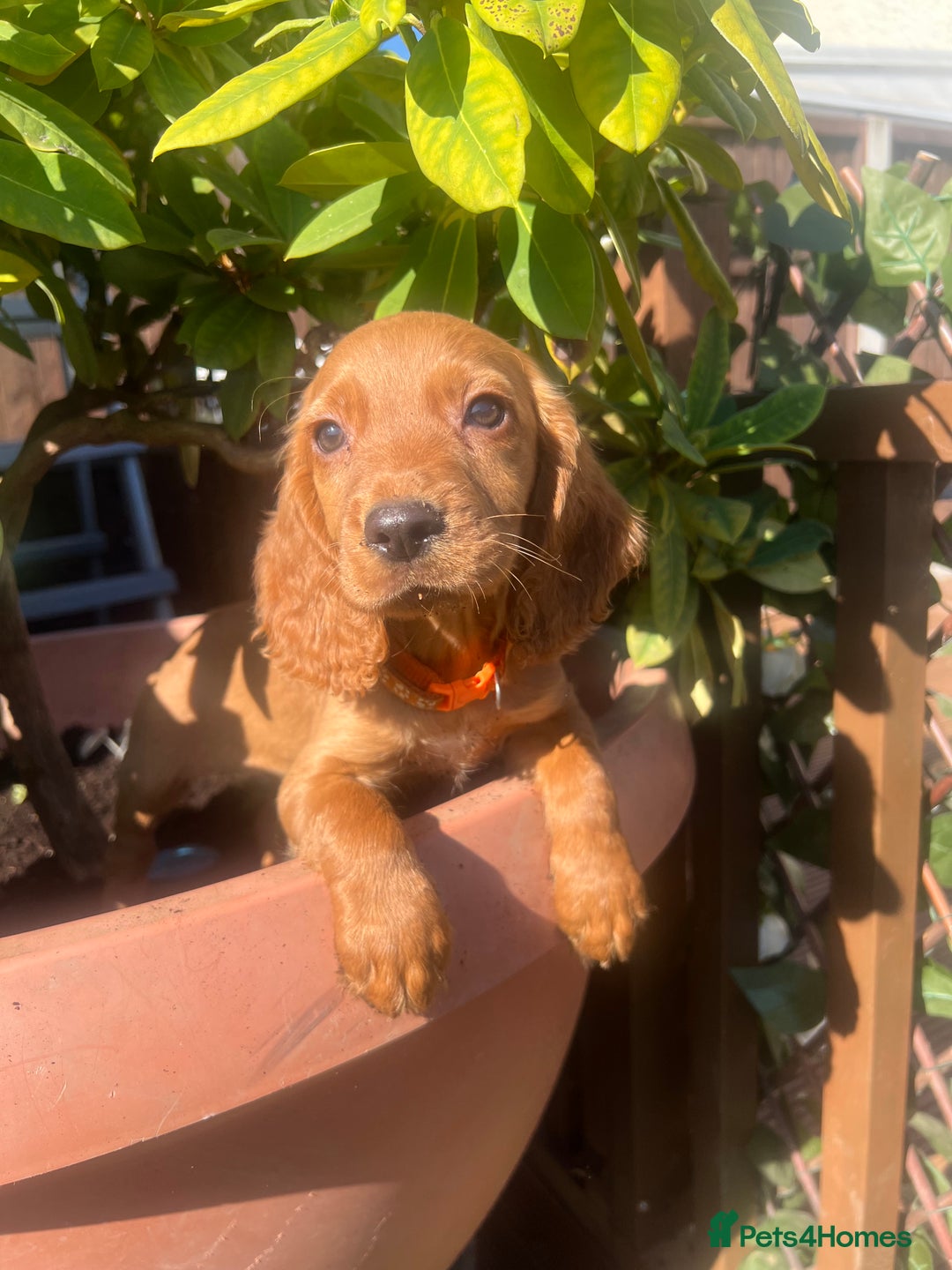 Cocker Spaniel dogs for sale: Working cocker spaniels  - Image 26