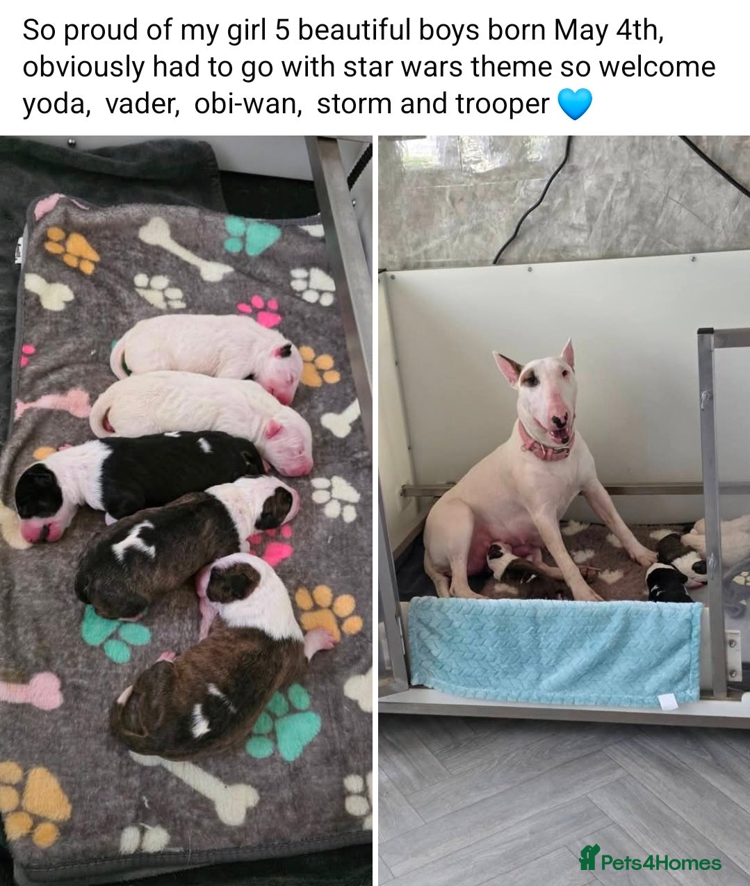 English Bull Terrier dogs for sale: KC English bullterrier puppies available  - Advert 1