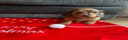 Miniature Dachshund dogs for sale: Miniature Dachounds  - Advert 3