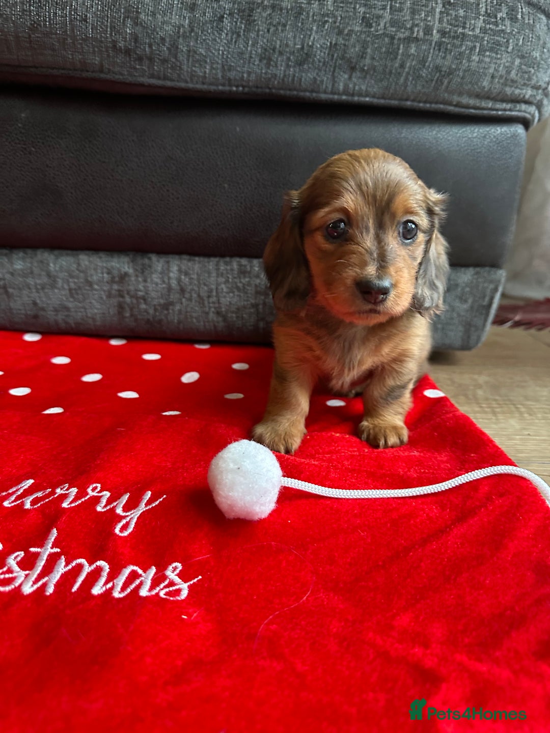 Miniature Dachshund dogs for sale: Miniature Dachounds  - Advert 3