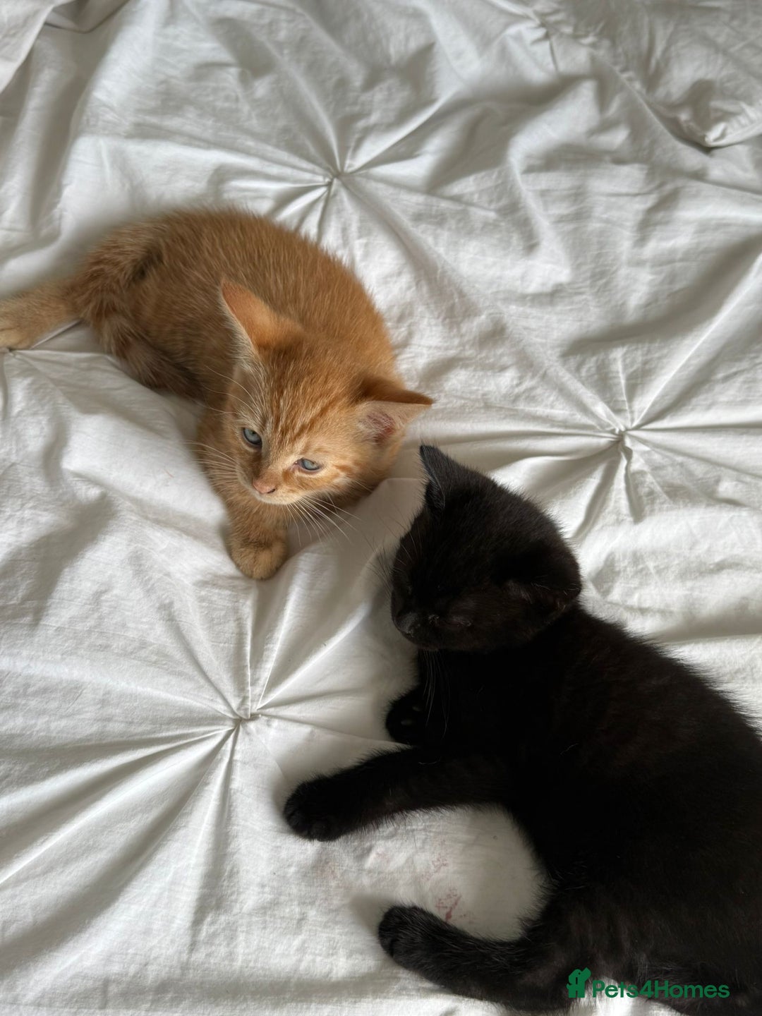 Mixed Breed cats for sale: Two beautiful male kittens  - Image 4